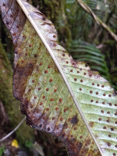 Foto de Samambaia-açu