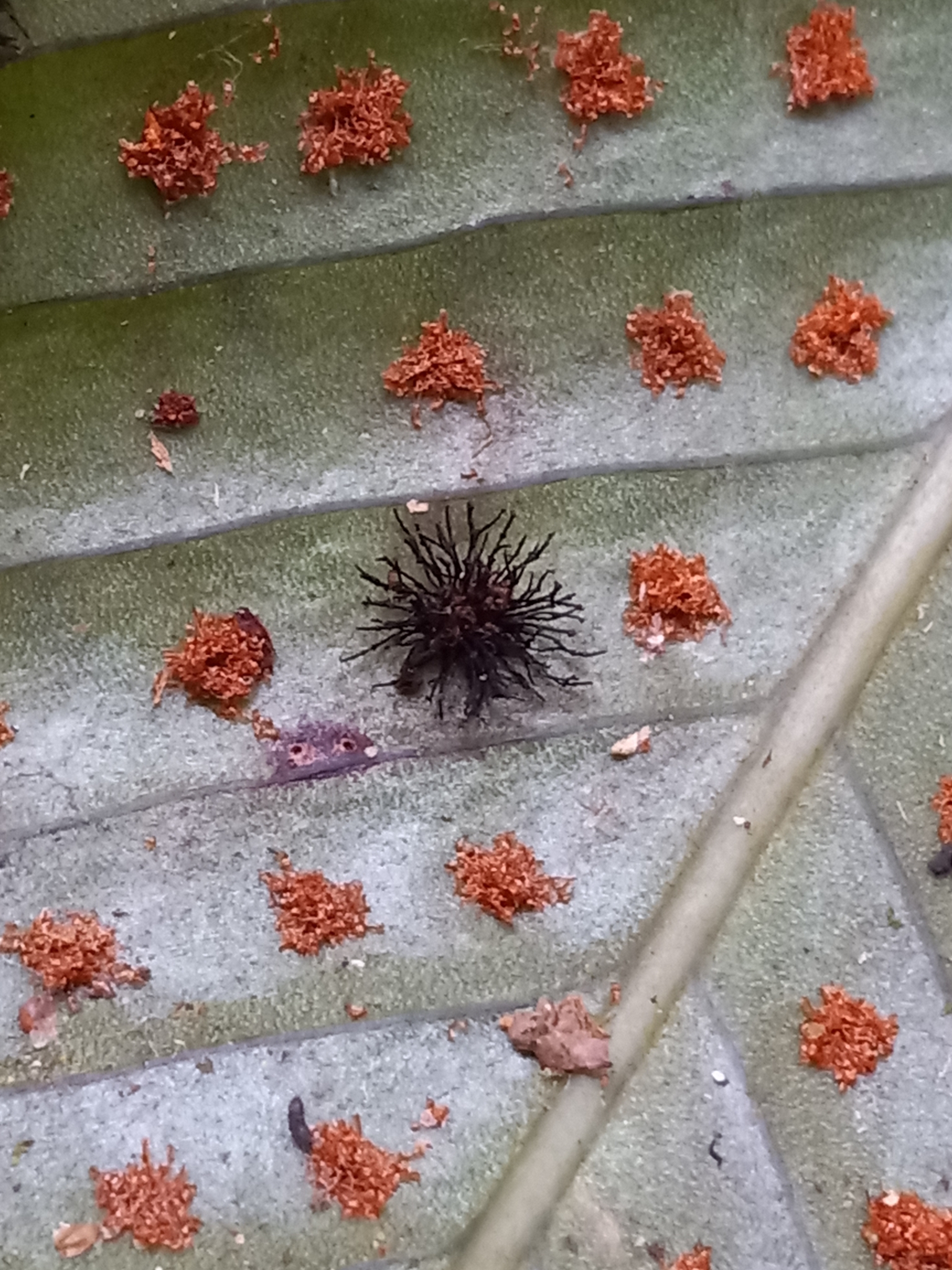 Imagem de Samambaia-açu