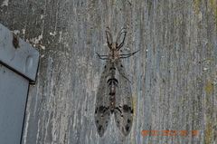 Dendroleon obsoletus