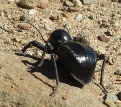 Moluris gibba