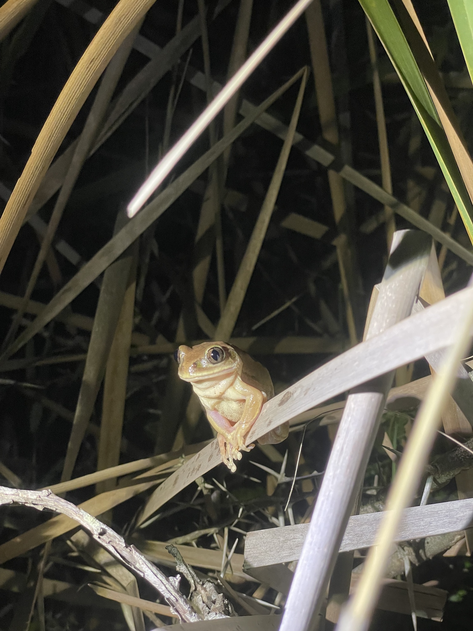 Leptopelis mossambicus Poynton, 1985