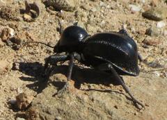 Moluris gibba