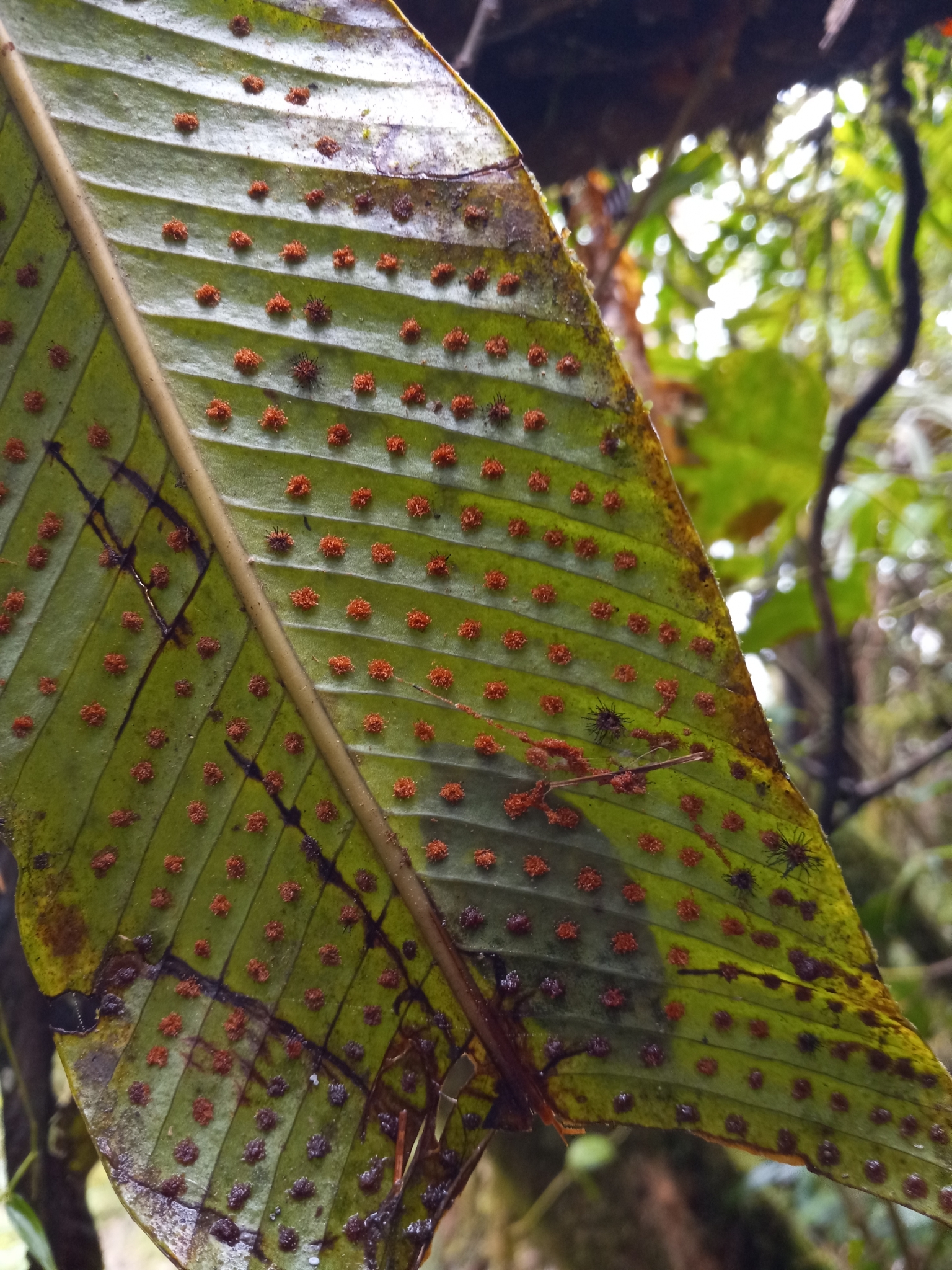 Imagem de Samambaia-açu