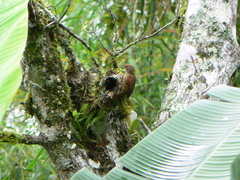 Cranioleuca erythrops