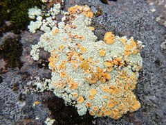 Rhizoplaca subdiscrepans