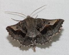 Drepanogynis sinuata