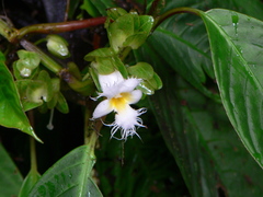 Drymonia brochidodroma