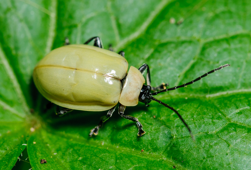 Asphaera pallida