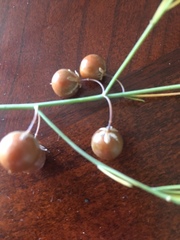 Asparagus officinalis