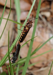 Phyllomydas parvulus