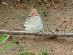 Colotis danae eupompe
