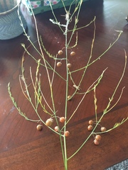Asparagus officinalis
