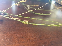 Asparagus officinalis