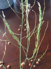 Asparagus officinalis