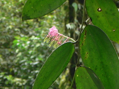 Cavendishia grandifolia