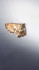 Neargyractis slossonalis