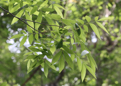 Carya aquatica