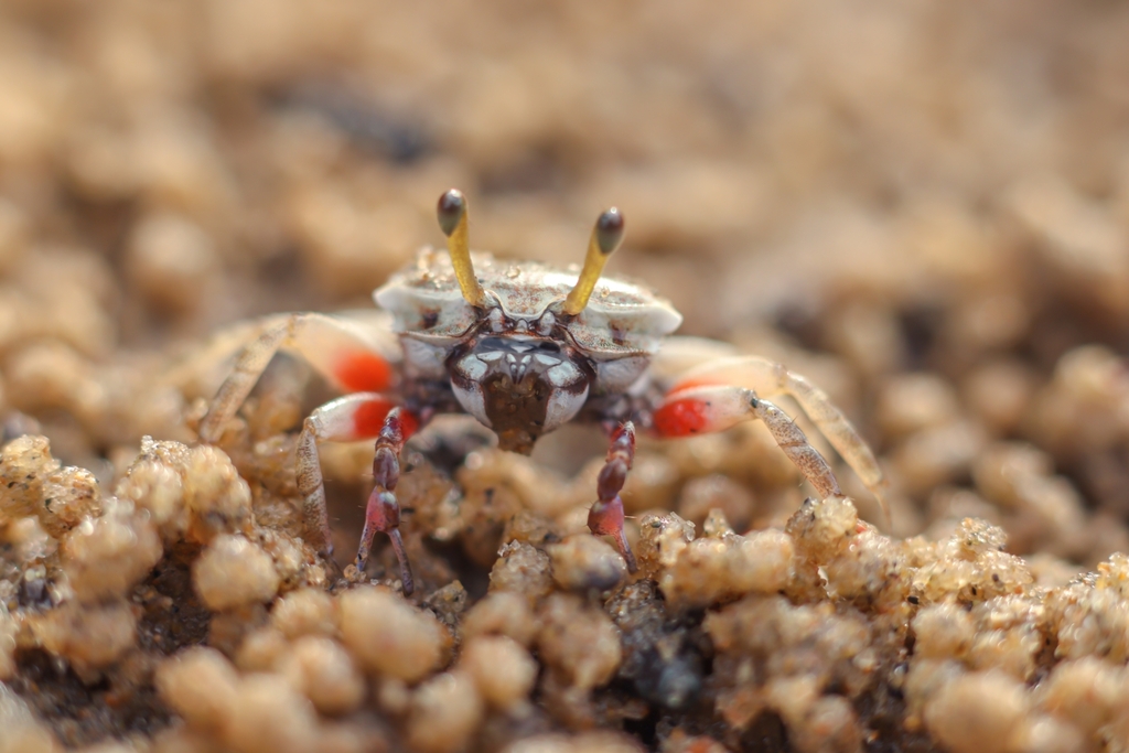 Pink-clawed Fiddler Crab