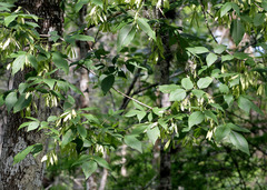 Fraxinus caroliniana