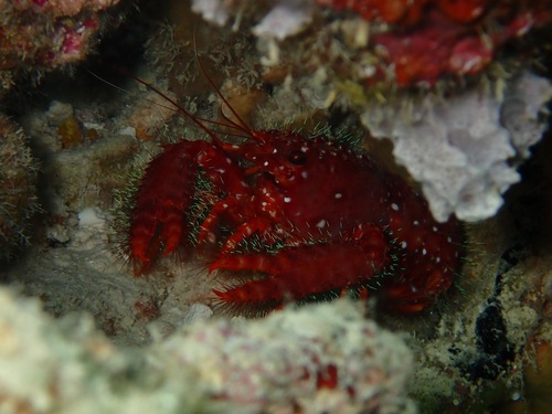 Enoplometopus occidentalis observed 2025-01-04