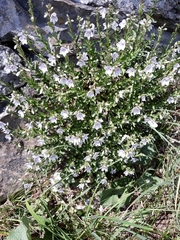 Veronica fruticulosa