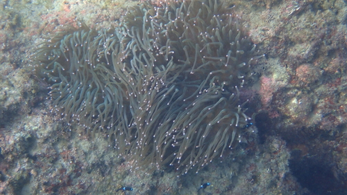 Whitespot Anemone