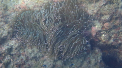 Whitespot Anemone