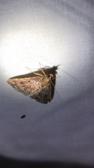 Hypena palparia
