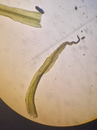 Image of Husnotiella sinuosa by no rights reserved