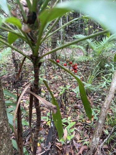 Foto de Dracena