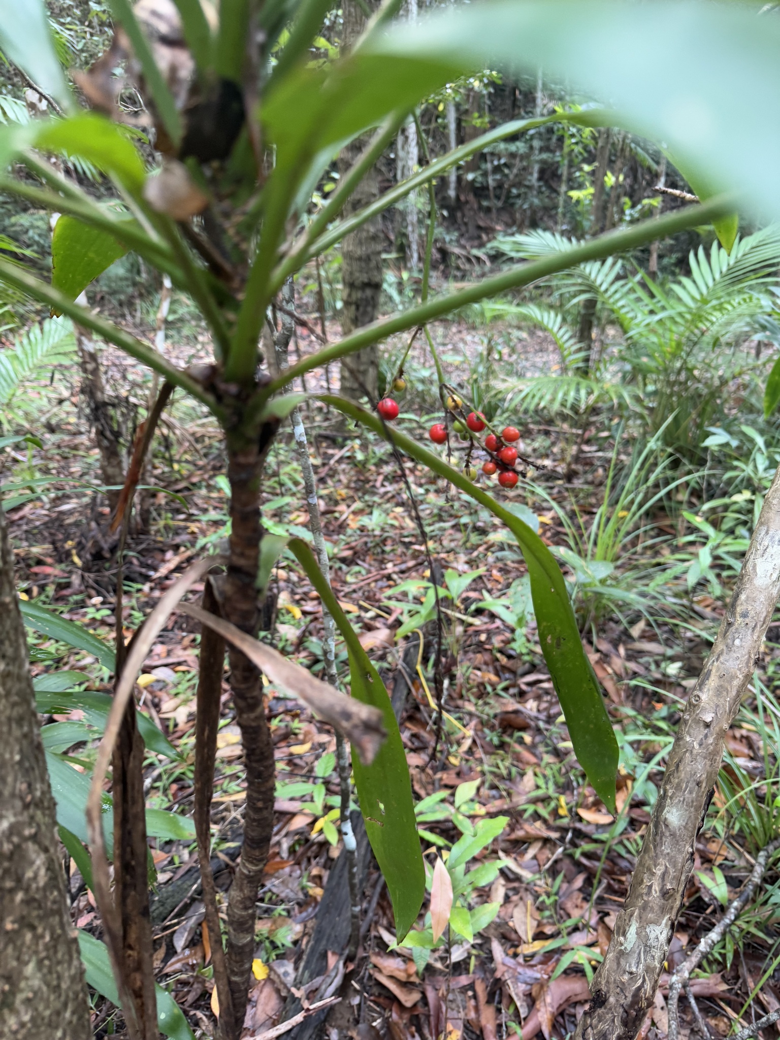 Imagem de Dracena