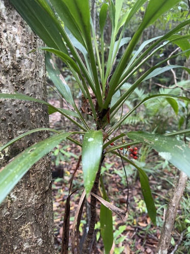 Foto de Dracena