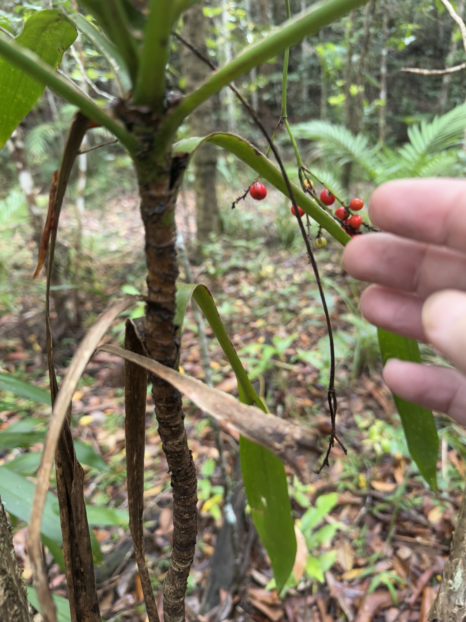Imagem de Dracena