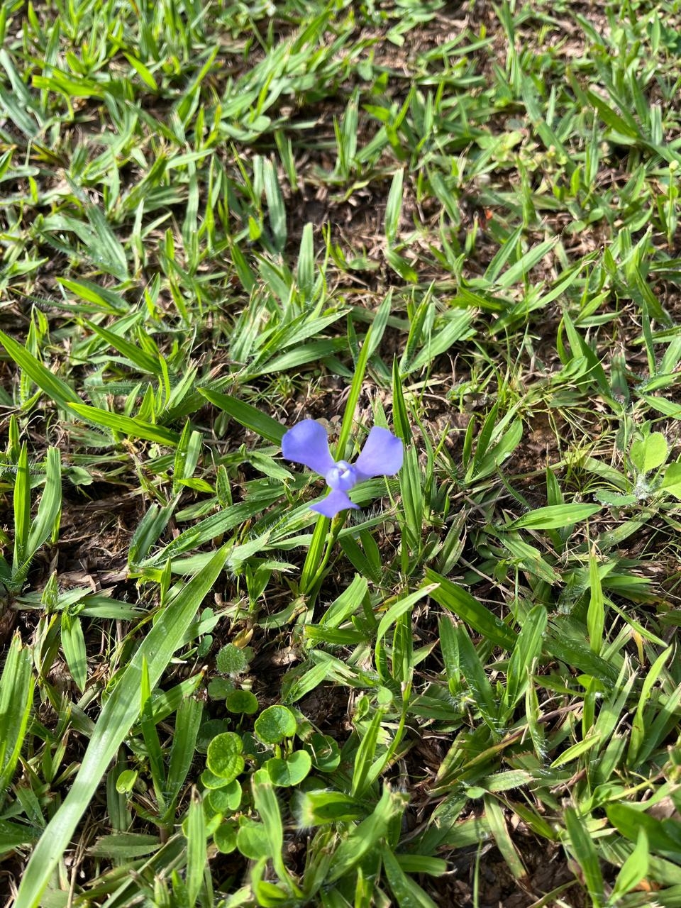 Imagem de Cipó-de-sapo