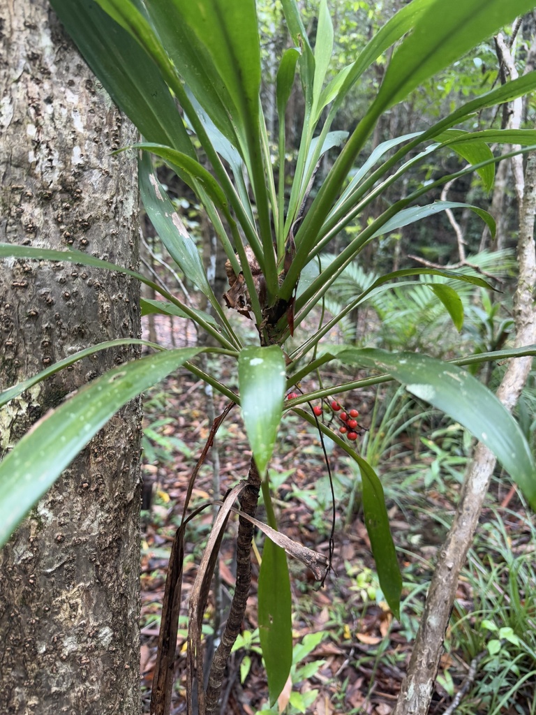 Foto de Dracena