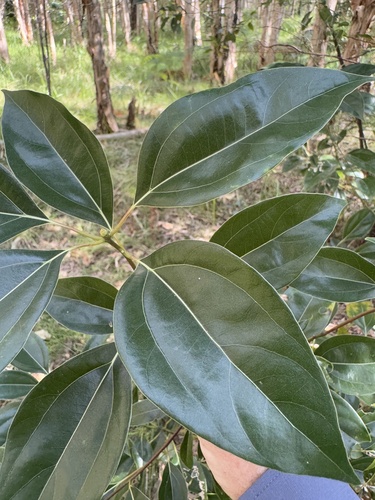 Foto de Canforeira