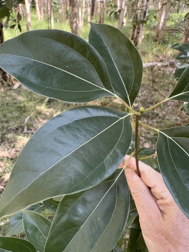Foto de Canforeira