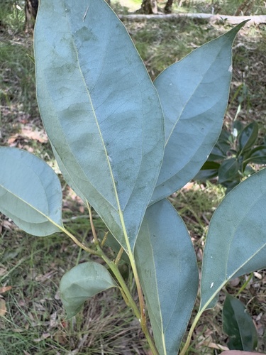 Foto de Canforeira