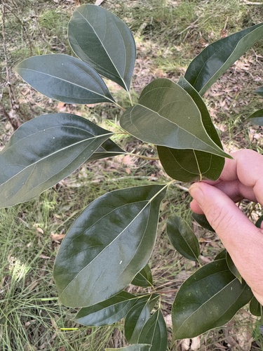 Foto de Canforeira