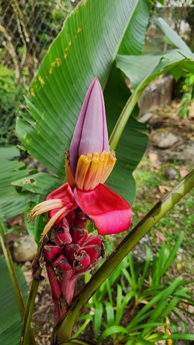 Foto de Bananeira de jardim