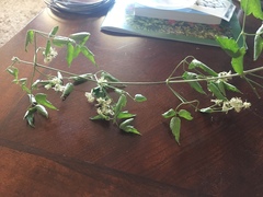 Clematis ligusticifolia