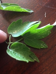 Clematis ligusticifolia