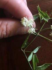 Clematis ligusticifolia