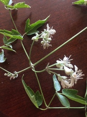 Clematis ligusticifolia