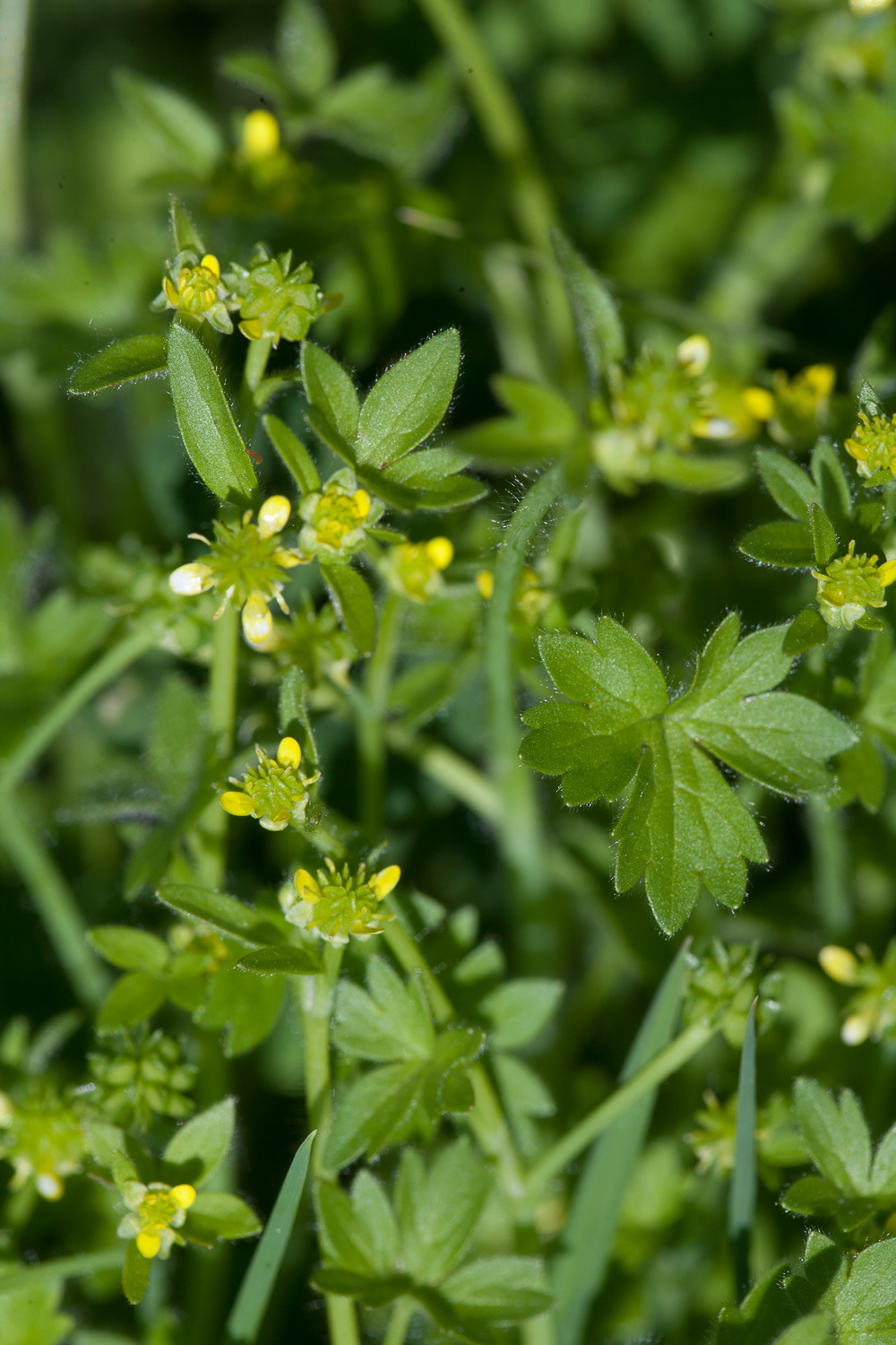 Ranunculus parviflorus