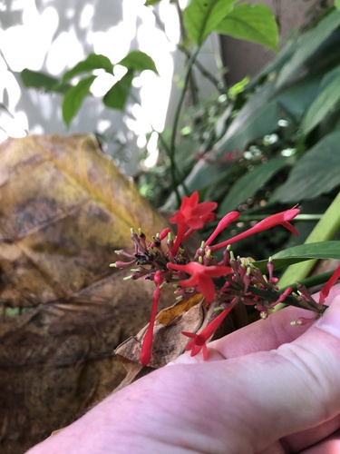 Foto de Odontonema
