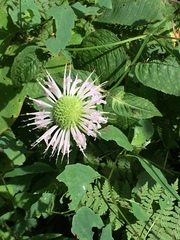 Monarda clinopodia