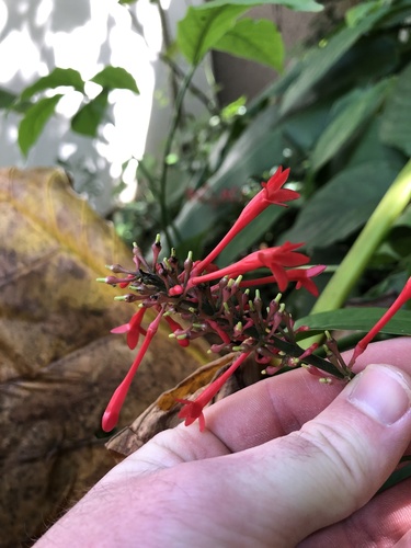 Foto de Odontonema