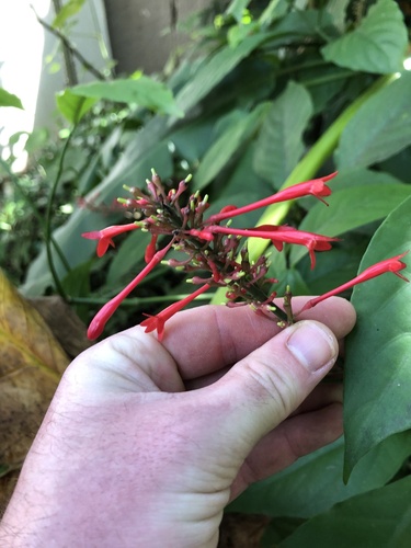 Foto de Odontonema