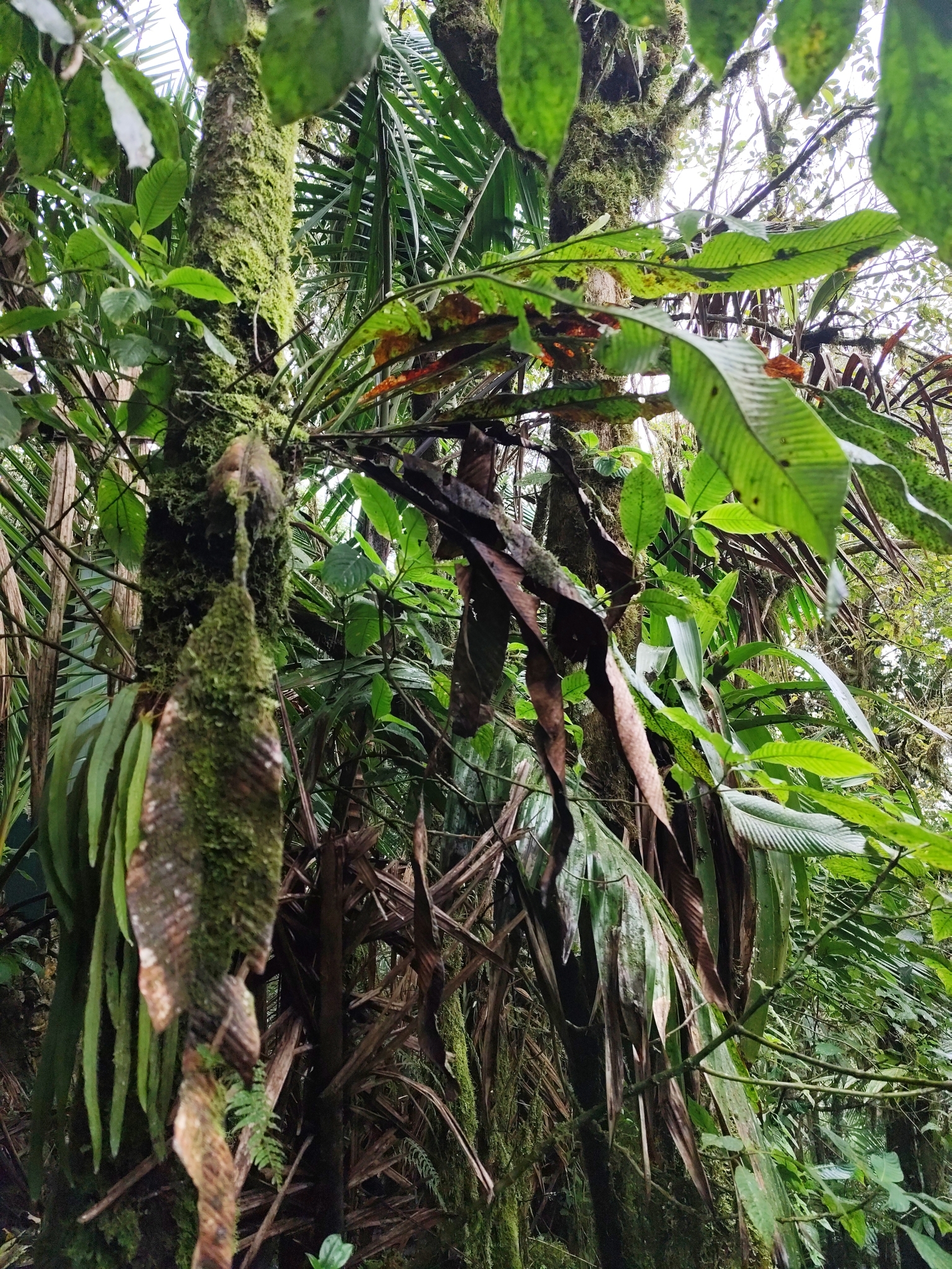 Imagem de Samambaia-açu